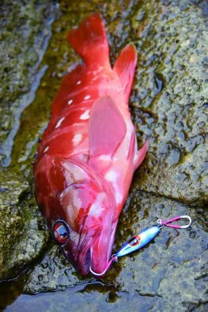 XESTA Shore Slow Jig SLOW BEE 30gr.